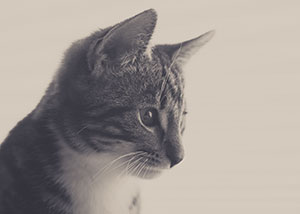 cats and dogs